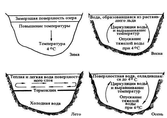 Почему озера не промерзают зимой до дна 