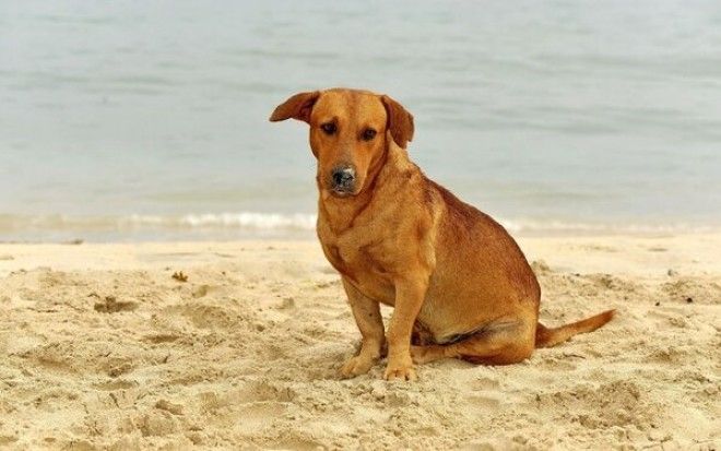 15+ фотографий беспородных собак, которые излучают любовь и нежность 1