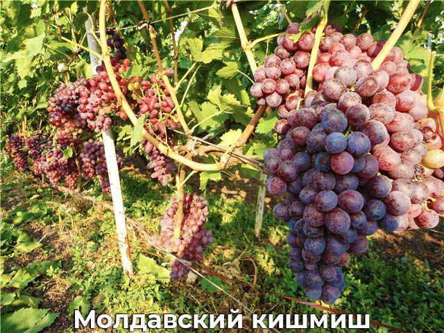 лучшие кишмишные сорта винограда