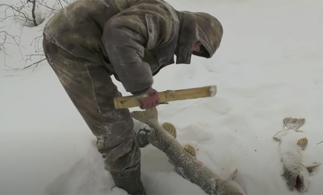 Рыбалка в речных ямах Крайнего Севера: ханты показали как добывают еду при минус 50 Культура
