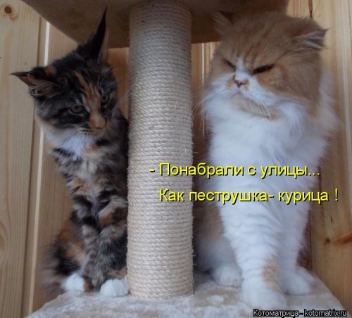 Котоматрица для всех позитив