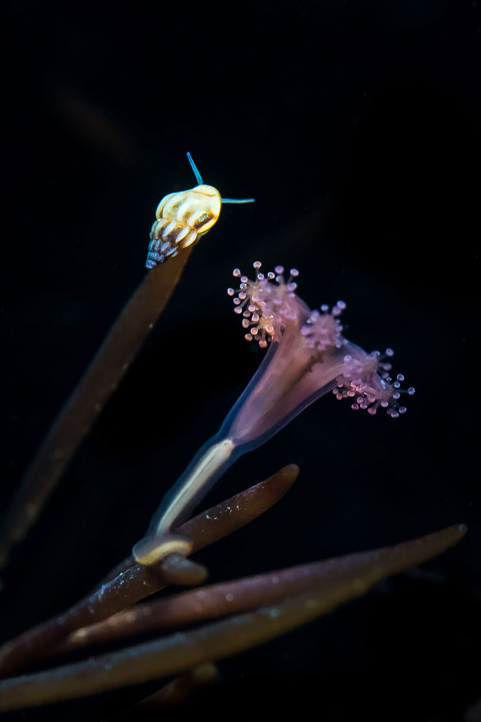 Призеры лондонского конкурса дикой природы Wildlife Photographer of the Year 2019