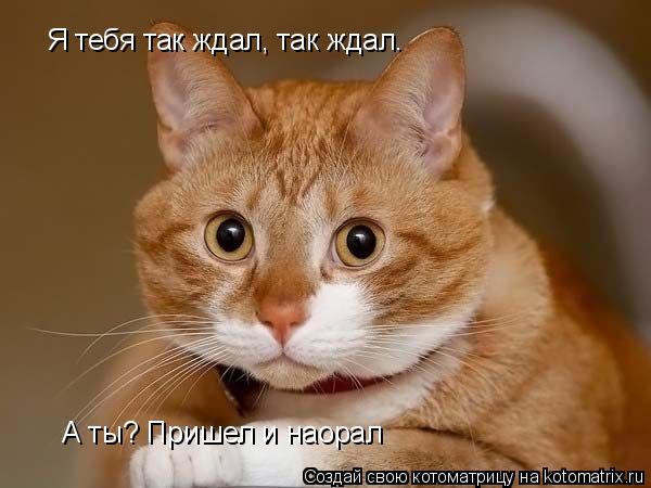 Муркотушки! Муркотушки, Источник