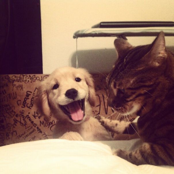 My Overly Photogenic Golden Retriever And My Bengal Trying To Hold Her Down