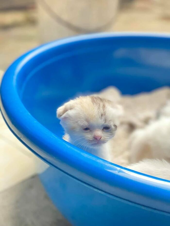 20 крошечных котят, про которых ласково говорят «ладошечные» 20 крошечных котят, про которых ласково говорят «ладошечные»