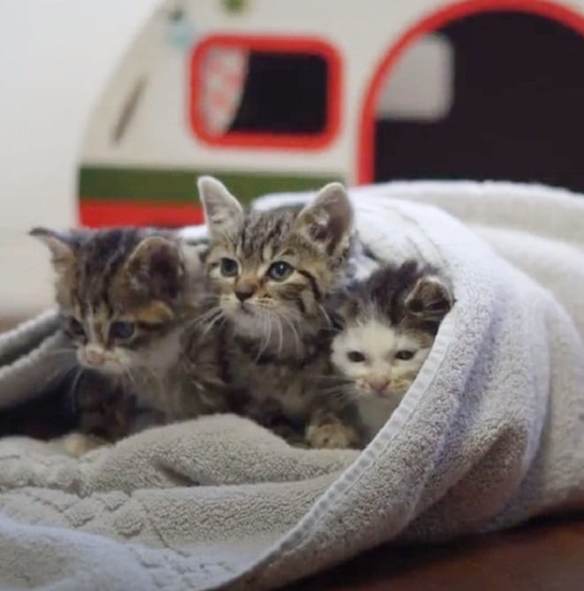 Три котенка