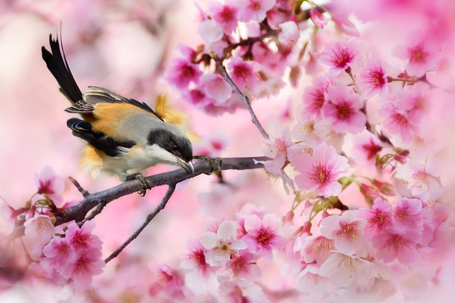 ～ Cherry blossom viewing ～, автор — FuYi Chen на 500px.com