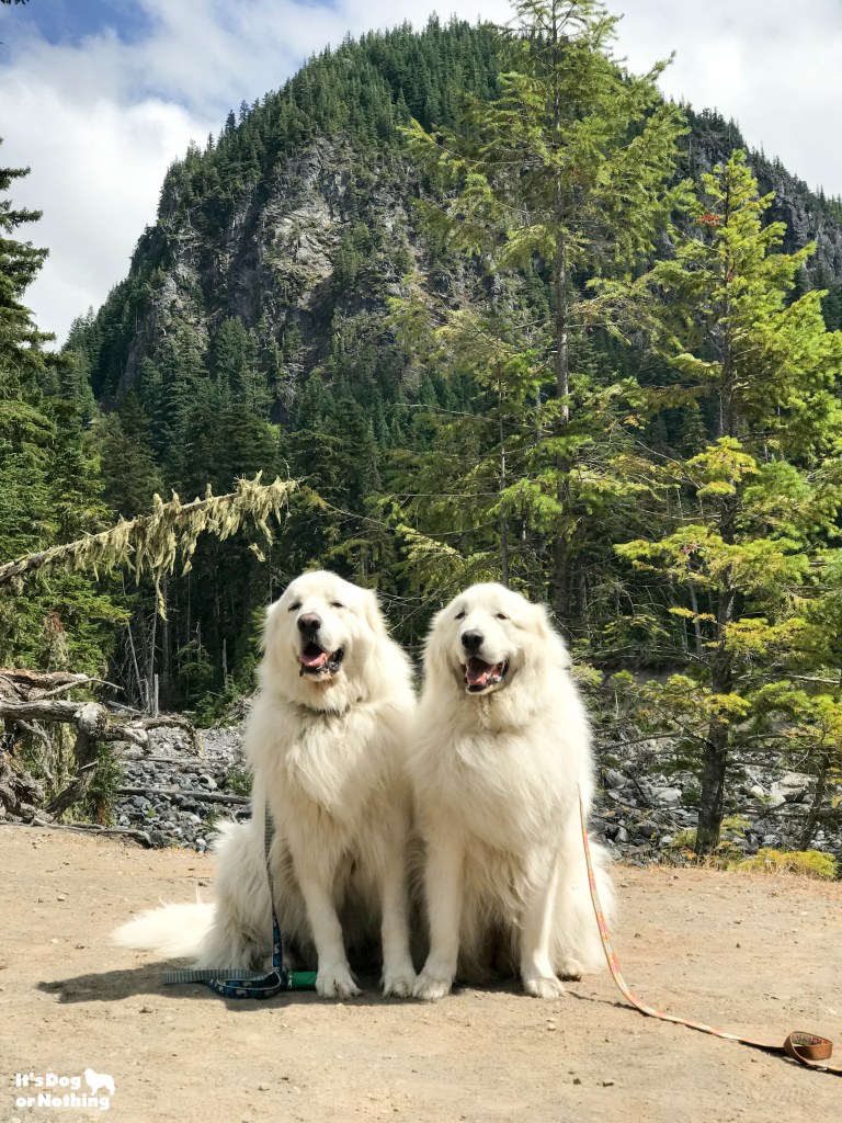 While dogs might not be allowed on the trails in national parks, there are still plenty of things you can do! We took our Great Pyrenees to Mt. Rainier.