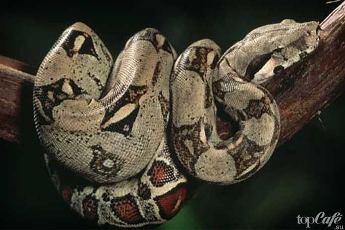 Самые интересные факты о змеях: удав Попай