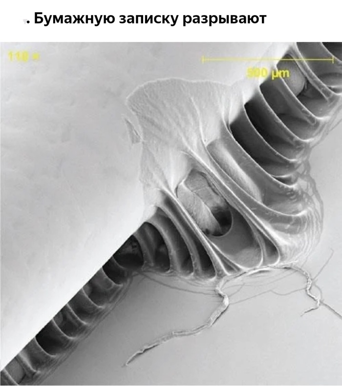 Невероятные фотографии под микроскопом 
