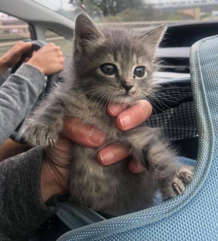 Без кота и жизнь не та