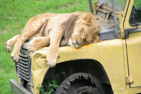 Почему львы не нападают на автомобили сафари-путешественников?