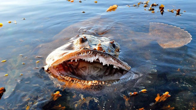 Морские существа, которые угрожают сухопутным опасность, охоту, морские, гигантские, отдохнуть, поверхности, водыУмнейшие, косатки, отправляют, разведку, берегу, чтобы, выследить, добычу, Иногда, берег, выбрасываются, решивших, ненадолго, погоне