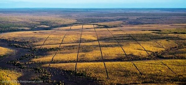 Просеки в тайге