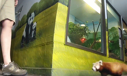 Прикольные гифки для позитива Прикольные гифки для позитива