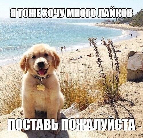 Позитивные фотографии и милые картинки для улыбки Позитивные фотографии и милые картинки для улыбки