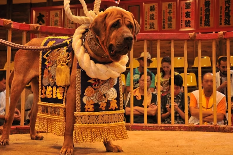 После боя собак облачают в церемониальные одежды, которые показывают их ранг на ринге. 