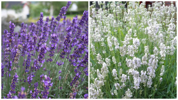 Лаванда узколистная Hidcote. Фото с сайта windyridgegardencentre.ie. Лаванда узколистная Jean Davis. Фото с loghouseplants.com