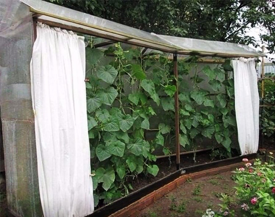 Парник для огурцов: крутые идеи, способные обеспечить ранний урожай Парник для огурцов: крутые идеи, способные обеспечить ранний урожай