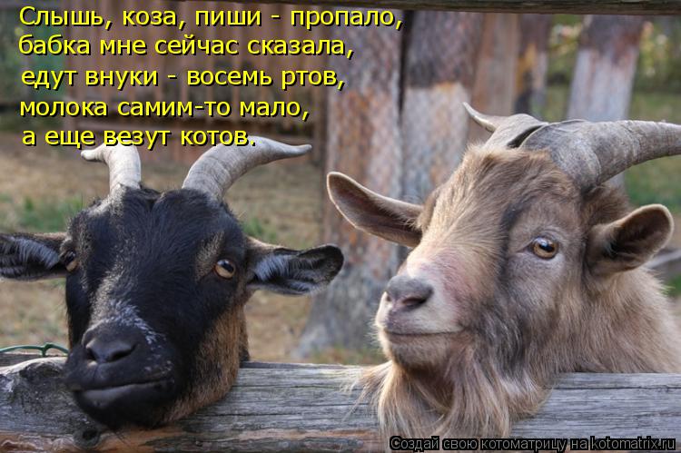 Фото рисунки, прикольные картинки с надписями коза