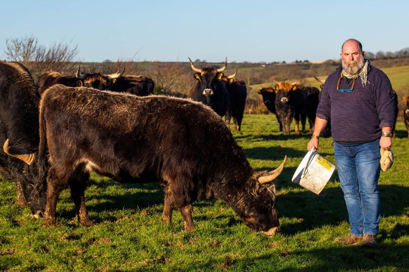 Войну пережили лишь те быки, которых разводил Хайнс. Линию Луца полностью истребили. 