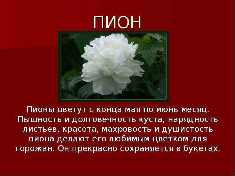 Пионы описание. Пион описать. Описание цветка пиона. Описать растение пион. Пион характеристика цветка.