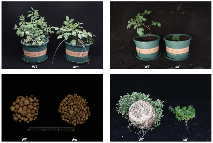 Рис. 5. Фенотипы растений дикого картофеля Solanum chacoense