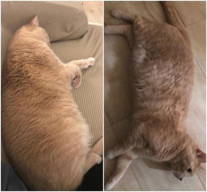 Взрослый Кот Похудел.
