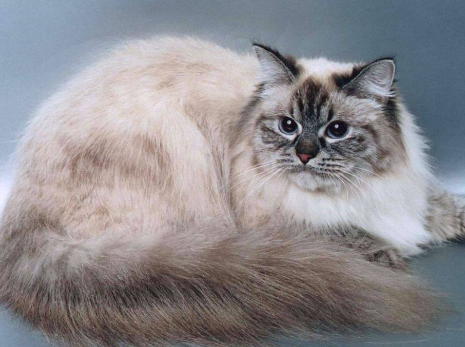 http://www.cats-british.ru/files/breeds/proishozhdenie_maskaradnoy_koshki.jpg