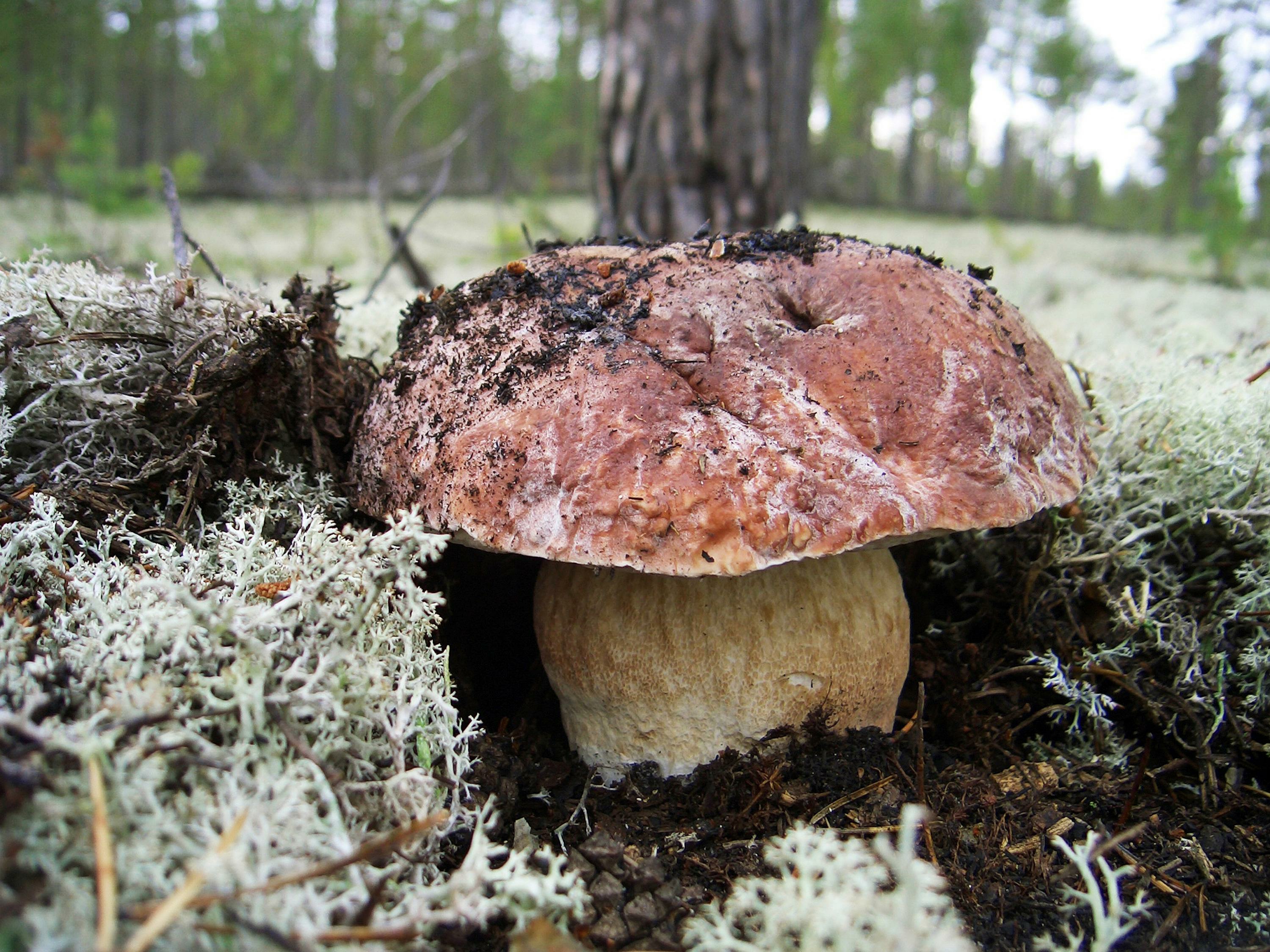 Новосибирцы открыли сезон охоты на появившиеся в лесах белые грибы