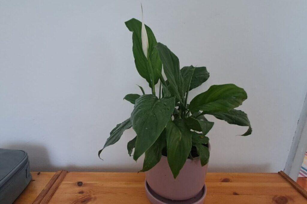 Декабрьский спад: почему комнатные растения массово грустят зимой