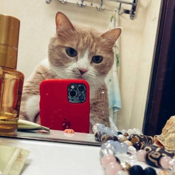 Подборка прикольных картинок Подборка прикольных картинок приколы,смешные картинки,юмор