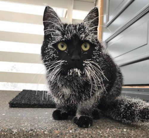 Зима и кошки Зима и кошки