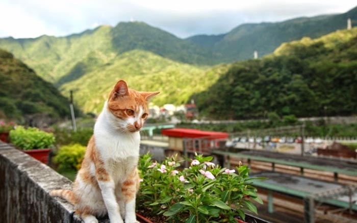 Деревня в Тайване, которую кошки спасли от запустения 