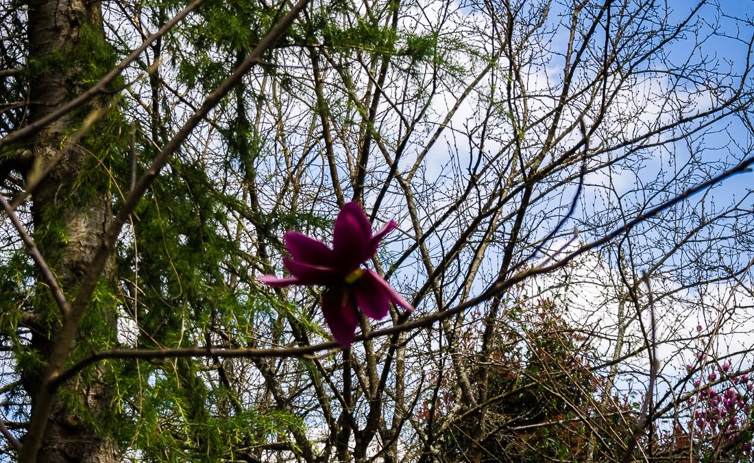 Очередные 10 000 шагов к здоровью Очередные 10 000 шагов к здоровью коронавирус,медицина,общество,яостаюсьдома