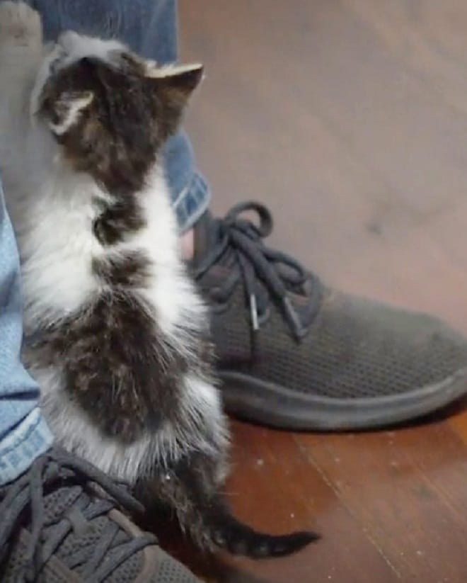 Котенок и ноги