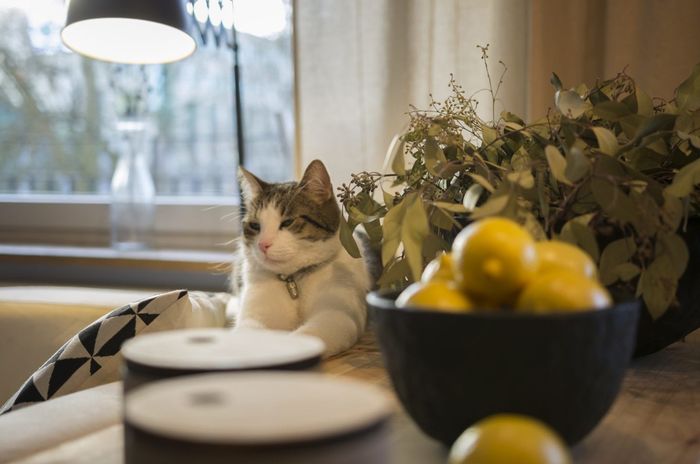 Квартира 30 кв. М в скандинавском стиле с элементами лофта интерьер и дизайн,квартира,квартира-студия,лофт