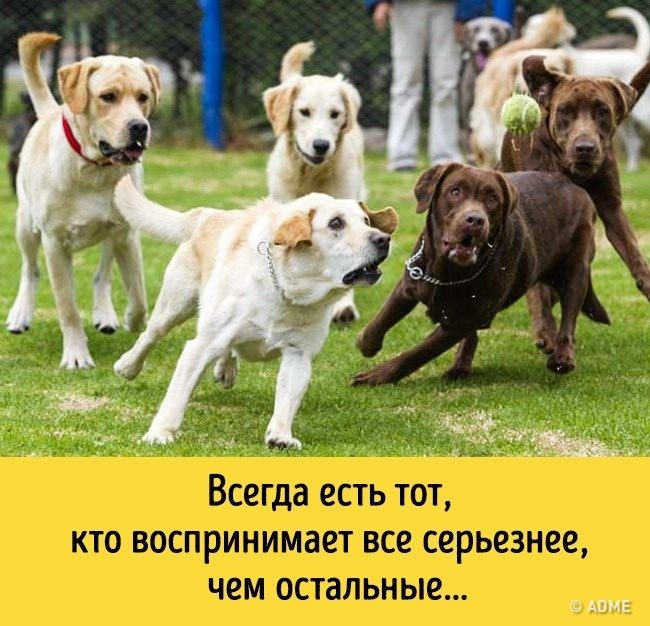 Животные, которые разучились скрывать свои эмоции