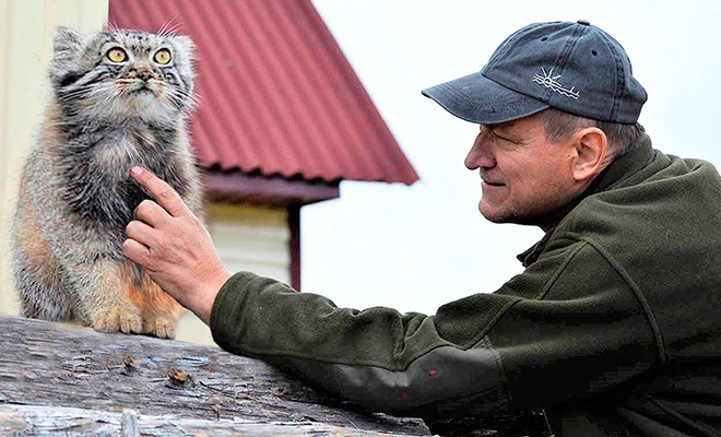 Лесник нашел в лесу котенка, не подозревая о его нраве. Когда к дому пришел медведь, манул просто вышел и прогнал его Культура