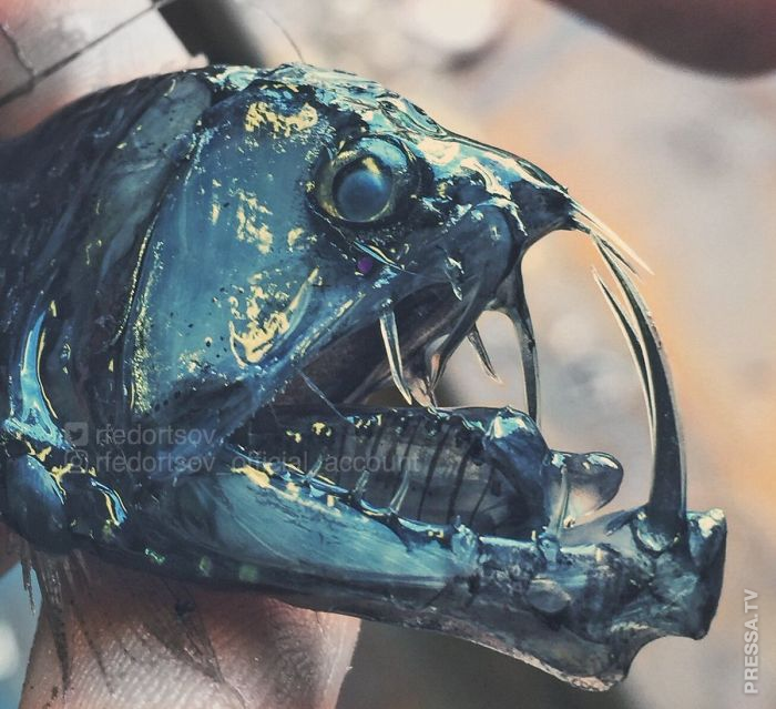 Жуткие обитатели морских глубин из новой коллекции Романа Федорцова Жуткие обитатели морских глубин из новой коллекции Романа Федорцова