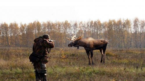 Охота на лося