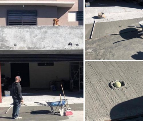 Смешные собаки, которые перенесли странность аж в другое измерение 