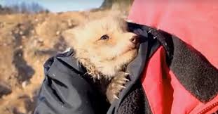 Раненый лисенок сам стал просить людей о помощи Раненый лисенок сам стал просить людей о помощи