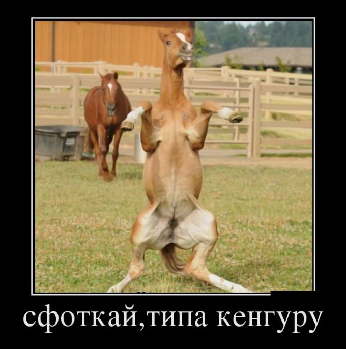 Забавные демотиваторы для хорошего настроения (11 фото)