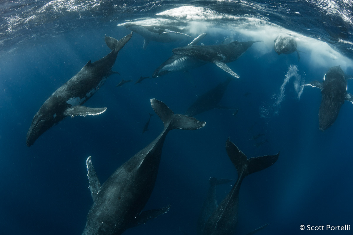 Победители Australian Geographic Nature Photographer of the Year 2019