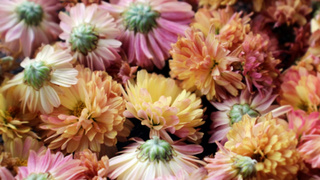 Фото: цветки хризантем / Фото: unsplash.com