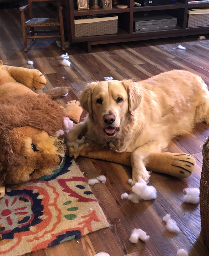 19 мохнатых прохвостов, которые и дня не могут прожить, чтобы не напакостить 