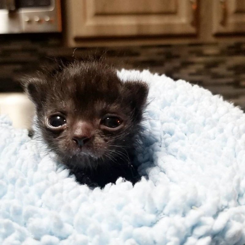 По улице ползла миниатюрная кошечка размером с ладошку  