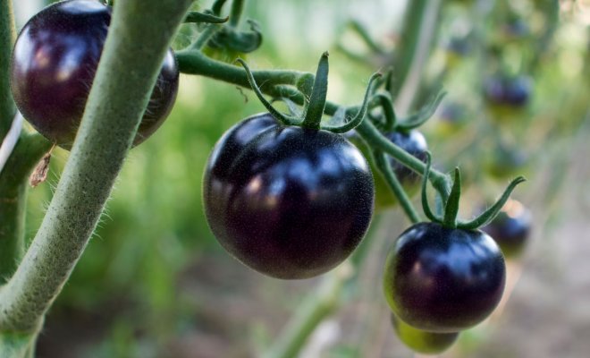 10 самых странных сортов и гибридов томатов: а вы такие сажали?