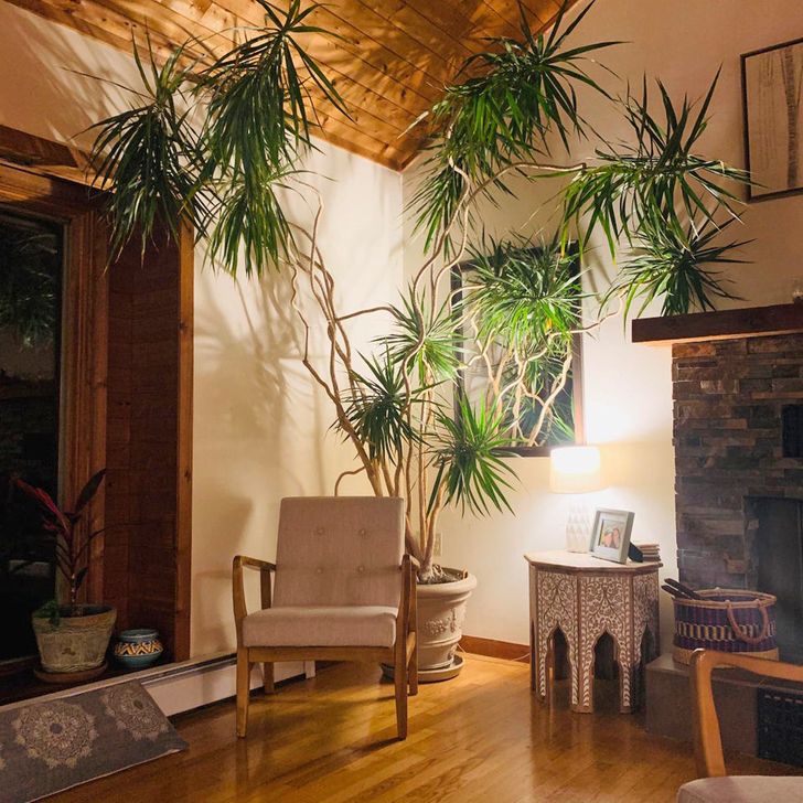 20+ человек, которые, кажется, чуток переборщили в своей любви к растениям идеи для дома,комнатные растения